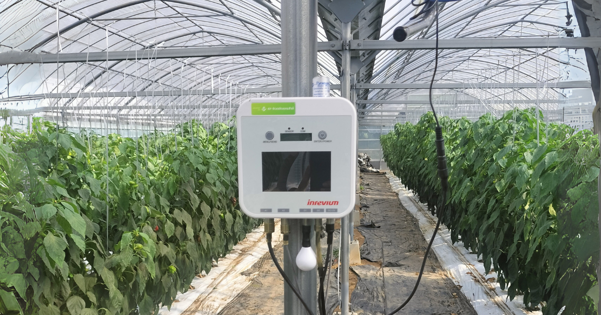 フルーツパプリカ栽培で反収125%達成!蓄積した知見を自治体にも還元する取り組み