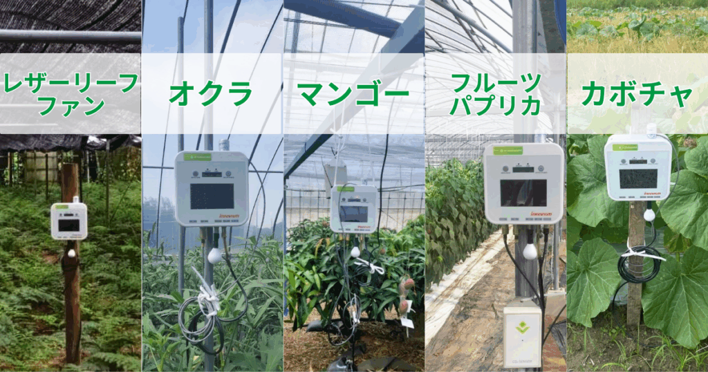 環境データが導くレザーリーフファン栽培の新しい形〜南種子町で始まる、地域とともに育てるスマート農業〜